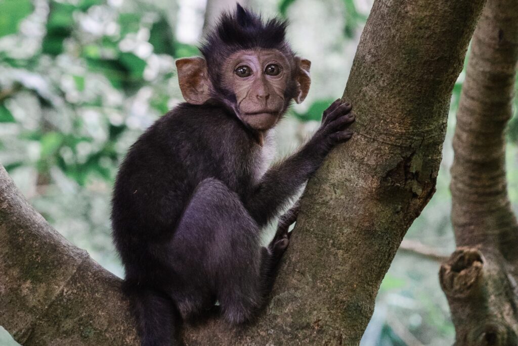 A vertical selective focus shot of a monkey sitting on a branch of a tree in the jungle